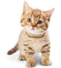 Kattevaccination